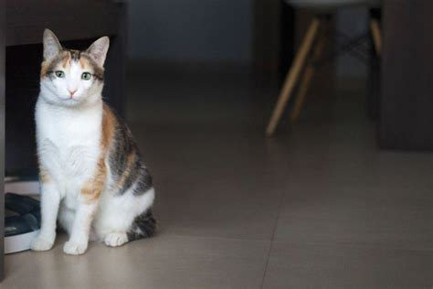 Mediterranean Natural Curiosidades De Las Gatas Tricolor Por Qu Son