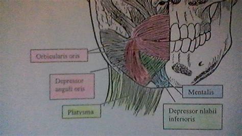 Muscles of the Mouth Diagram | Quizlet