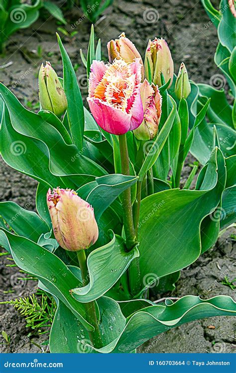 Close Up View Of Pink Parrot Tulips Planted In A Row Stock Photo