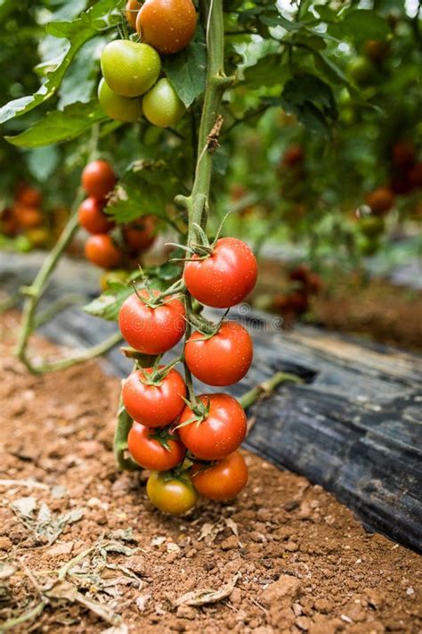 Ripe Tomato Plant Growing In Greenhouse Tasty Red Heirloom Tomatoes