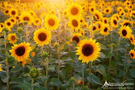 Frasi Citazioni E Aforismi Sul Girasole Aforisticamente