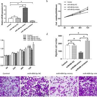 Mir P Inhibited Proliferation And Migration Of Atrial Fibroblasts