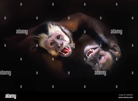 Capuchin Monkeys Fighting Hi Res Stock Photography And Images Alamy