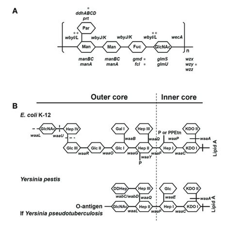 Structures Of O Antigen Of Y Pseudotuberculosis And Core Lps A Download Scientific