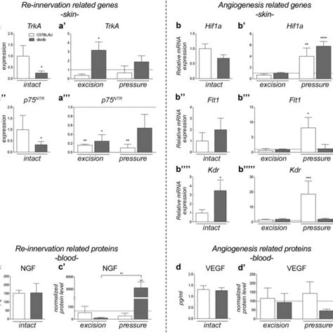 Gene Expression And Protein Quantification Of Re Innervation And