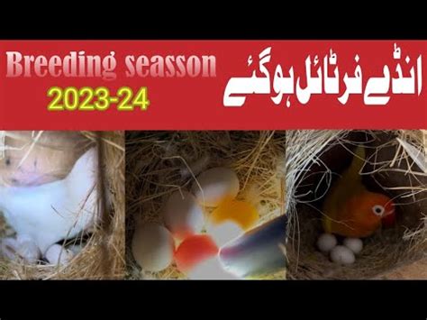 Lovebirds Key Eggs Fertile Ho Gay YouTube