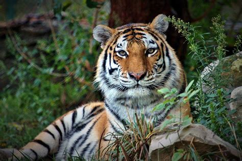 RIP Kalista, Saint Louis Zoo's Amur Tiger and 'Amazing Mother Tigress'