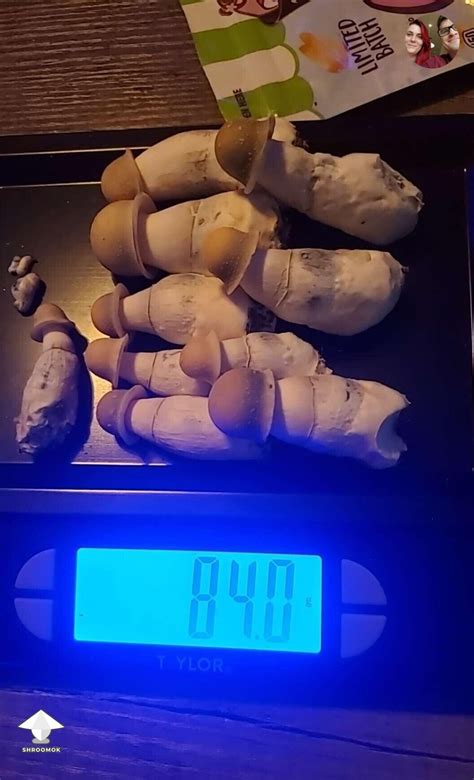 APE Mushrooms 3rd Harvest This Week By 3EyeFlames