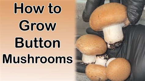 How To Grow Portobello Mushrooms Agaricus Bisporus Cultivation Step