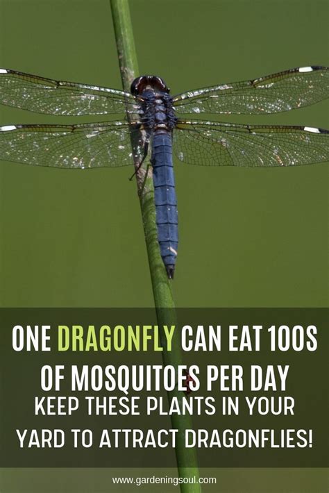 One Dragonfly Can Eat S Of Mosquitoes Per Day Keep These Plants In