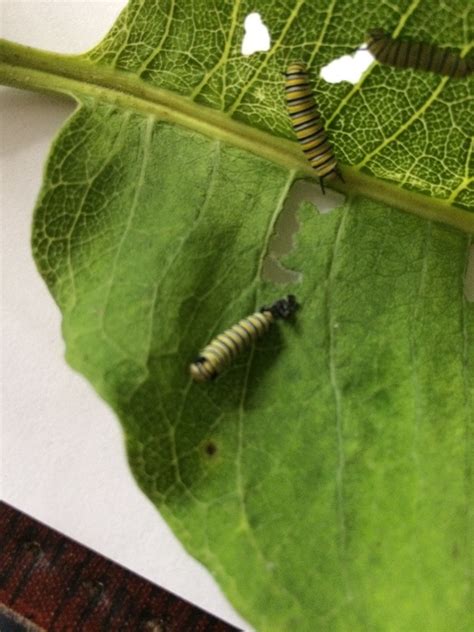 Blog Archives Maryland Monarch Conservation