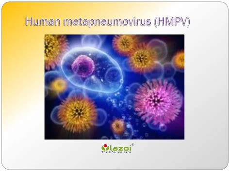 PPT - Human metapneumovirus (HMPV): A common cause of respiratory ...