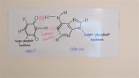 SOLVED:Which base will hydrogen-bond with uracil within an RNA molecule ...