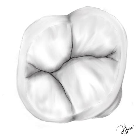 Maxillary First Molar Occlusal Surface