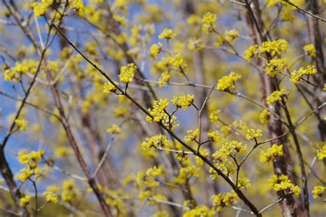 Cornus Fruit Ture Japan Nature Photographs