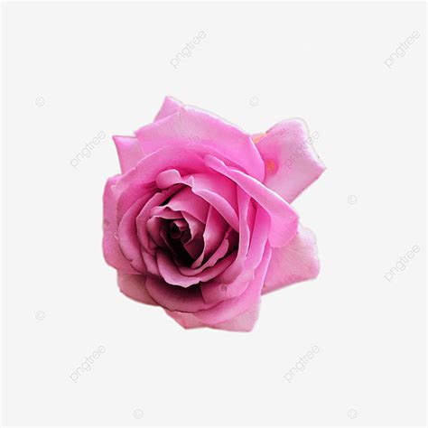 Pink Rose Png Rose Blooming Nice PNG Transparent Clipart Image And