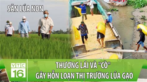 Cơn sốt gạo thương lái săn lùng lúa non cò gây rối loạn thị trường