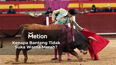 Mitos atau Fakta: Kenapa Banteng Tidak Suka Warna Merah? - Metion