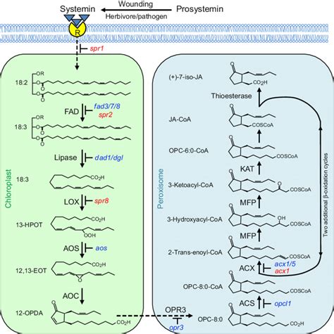 1 Octadecanoid Pathway For Jasmonic Acid Ja Biosynthesis In