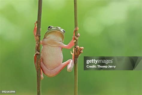 Hijau Photos And Premium High Res Pictures Getty Images