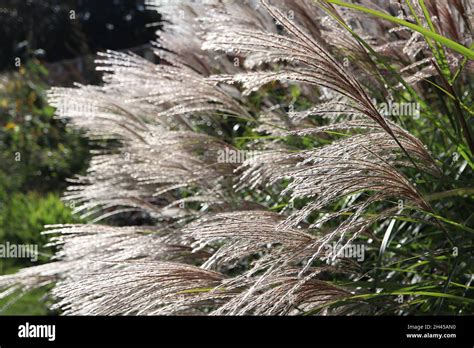 Miscanthus Sinensis ‘silberfeder’ Chinese Silver Grass Feathery Plumes Of Silky Buff Flowers