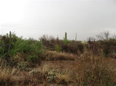 Cactus Forest Drive Saguaro National Park Saguaro Nati Flickr