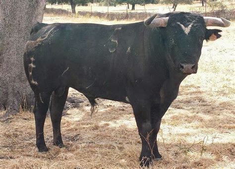 El Toro De Cenicientos La Herguijuela Reducto Contreras En Tierras