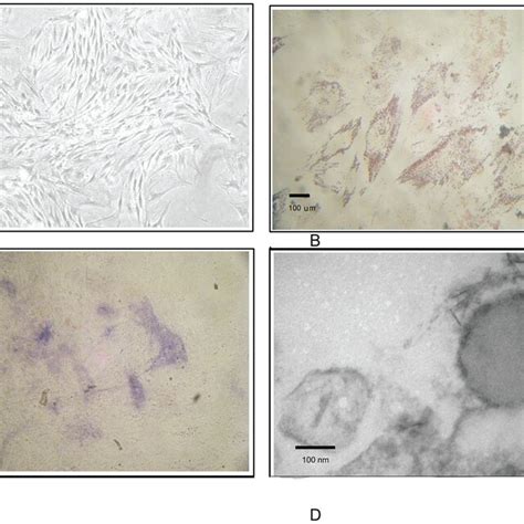 Characteristics Of MSCs A Umbilical Cord Derived MSCS B Adipogenic