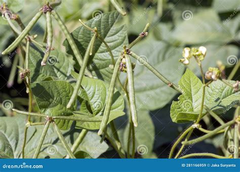 Kacang Hijau Vaina Frijol Verde Mung Frijol Vigna Radiata Planta