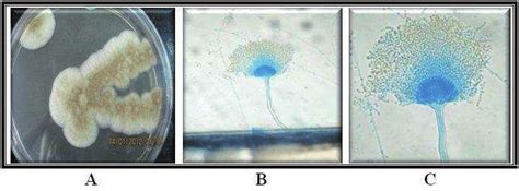 Macro And Micromorphology Of Aspergillus Terreus Pdp1 Macromorphology