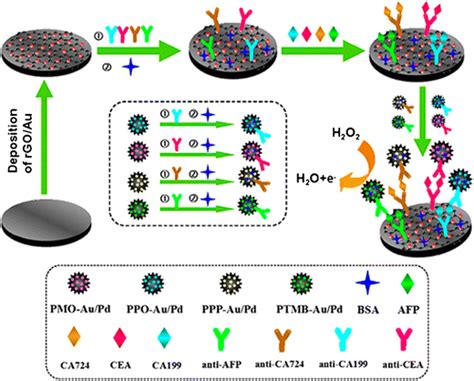 Schematic Illustration Of Multiplex Immunoassay Using Polyaniline Download Scientific Diagram