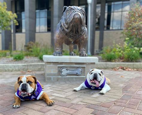 Live Mascot Colonel Rock Western Illinois University