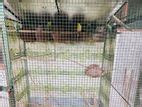 Love Birds With Cage For Sale In Piliyandala Ikman