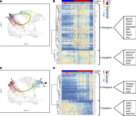 Jci Insight Functional Pdgfra Fibroblast Heterogeneity In Normal And