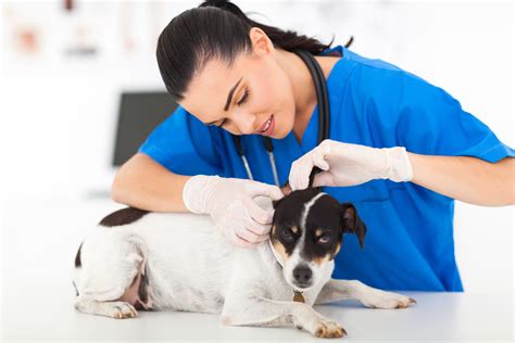 Skin Tags on Dogs: What They Are & How to Treat Them