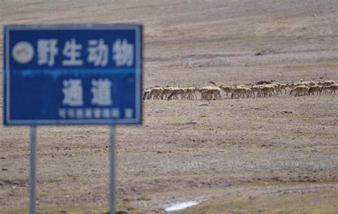 可可西里藏羚羊迎产仔高峰 穿越公路向卓乃湖迁徙 搜狐大视野 搜狐新闻