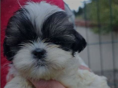 Des chiots Shih Tzu à vendre Petite Annonce chien