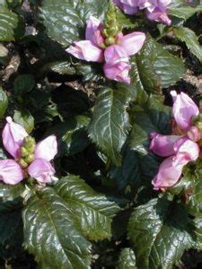 Chelone Lyonii Hot Lips Kiefer Nursery Trees Shrubs Perennials