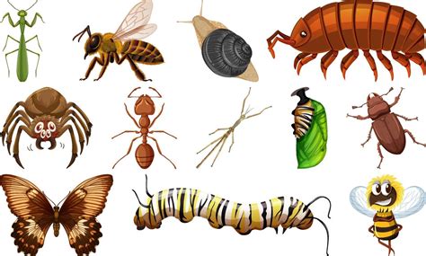 Different Kinds Of Insects Collection Vector Art At Vecteezy