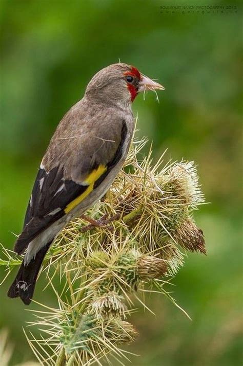 Pin by Gál Táp Madáreledel Magkeverék on Birdwatching Goldfinch