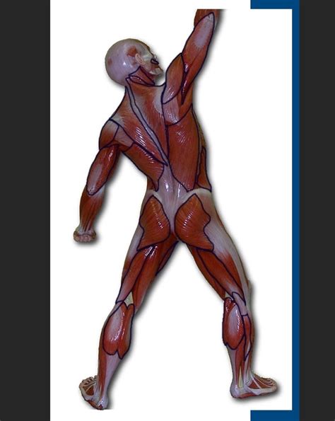 Muscle Man Posterior Diagram Quizlet