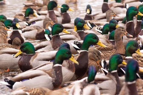 Una Bandada De Patos Salvajes En Un Estanque En Un Parque De La Ciudad