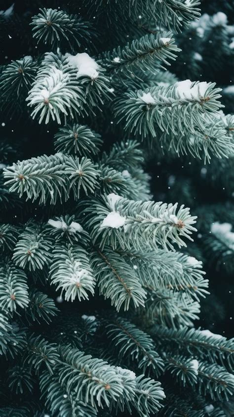 Spruce tree christmas winter plant. | Premium Photo - rawpixel