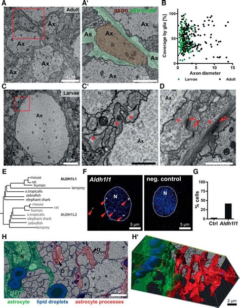 Axonal Ensheathment In The Nervous System Of Lamprey Implications For