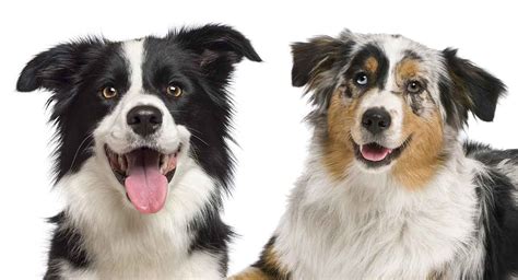 Border Collie Vs Australian Shepherd Wzrost
