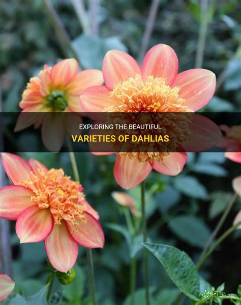 Exploring The Beautiful Varieties Of Dahlias Shuncy