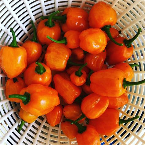 Orange Habanero Pepper Seeds Organic Heirloom Etsy