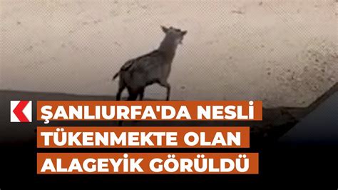 Şanlıurfa da nesli tükenmekte olan Alageyik görüldü YouTube