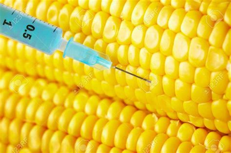 Gmo Corn Made From Ecoli Bacteria Whiteout Press