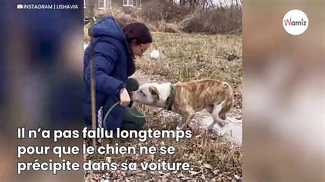 Un Chien Bless Est Retrouv Errant Dans La Rue Sa Gentillesse Fait